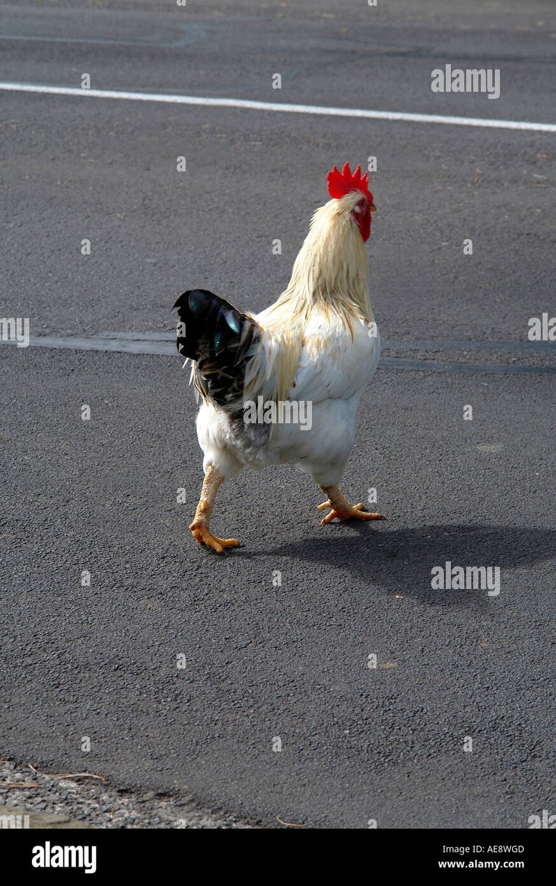 Descubre el Juego de Aventura en el Paseo del Pollo en España Descubre el Juego de Aventura en el Paseo del Pollo en España